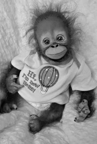 New born moody monkey